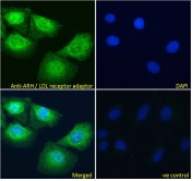 IF/ICC testing of fixed and permeabilized human U-2 OS cells with ARH antibody (green) at 10ug/ml and DAPI nuclear stain (blue).