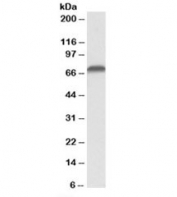 Western blot testing of Jurkat lysate with AIFM1 antibody at 0.1ug/ml. Predicted molecular weight: ~67kDa.