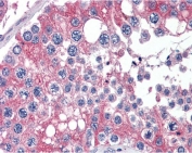 IHC testing of FFPE human testis tissue with APOBEC3G antibody at 2.5ug/ml. Required HIER: steamed antigen retrieval with pH6 citrate buffer; AP-staining.