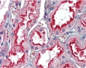 IHC testing of FFPE human kidney tissue with APOBEC3G antibody at 2.5ug/ml. Required HIER: steamed antigen retrieval with pH6 citrate buffer; AP-staining.