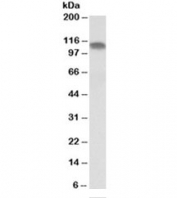 Western blot testing of human skeletal muscle lysate with PGC1A antibody at 0.1ug/ml. Predicted molecular weight ~91 kDa.
