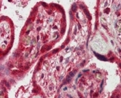 IHC testing of FFPE human placenta with FAPP2 antibody at 2.5ug/ml. HIER: steamed with pH6 citrate buffer, AP-staining.