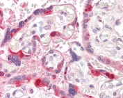 IHC testing of FFPE human placental tissue with GEF5 antibody at 3.75ug/ml. Required HIER: steamed antigen retrieval with pH6 citrate buffer; AP-staining.