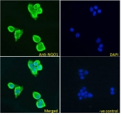 IF/ICC testing of fixed and permeabilized human HepG2 cells with NQO1 antibody (green) at 5ug/ml and DAPI nuclear stain (blue).