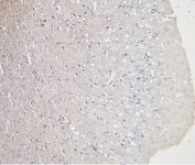 Negative control: IHC staining of FFPE human cerebral cortex tissue without primary antibody. HIER: steamed with pH6 citrate buffer, HRP-staining.