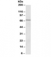 Western blot testing of human heart lysate with VLCAD antibody at 2ug/ml. Predicted molecular weight: ~68kDa.