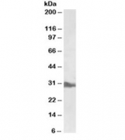 Western blot testing of liver lysate with APOA1 antibody at 0.5ug/ml. Predicted molecular weight ~30kDa.
