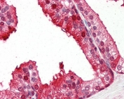 IHC staining of FFPE human prostate tissue with PEBP1 antibody at 5ug/ml. HIER: steamed with pH6 citrate buffer, AP-staining.