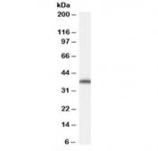 Western blot testing of NIH3T3 cell lysate with ARA9 antibody at 0.02ug/ml. Predicted molecular weight: ~37 kDa.