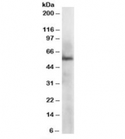 Western blot testing of HepG2 lysate with ERp57 antibody at 1ug/ml. Predicted molecular weight: ~57-60 kDa.