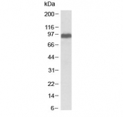 Western blot testing of human brain (frontal cortex) lysate with ITCH antibody at 0.1ug/ml. Predicted molecular weight: ~99 kDa.