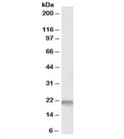 Western blot testing of fetal mouse brain lysate with Nsg1 antibody at 0.1ug/ml. Predicted molecular weight: ~21kDa.