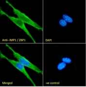 IF/ICC staining of fixed and permeabilized mouse NIH-3T3 cells with ZBP-1 antibody (green) at 10ug/ml and DAPI nuclear stain (blue).