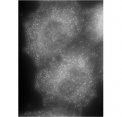 ICC staining of methanol-fixed HeLa cells transfected with mouse Ap2a1 using AP2A1 antibody at 0.1ug/ml.