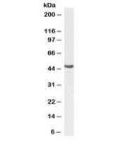 Western blot testing of human kidney lysate with biotinylated Argininosuccinate synthetase 1 antibody at 0.03ug/ml. Predicted molecular weight: ~46kDa.
