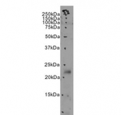 Western blot testing of human MDA-MB-231 cell lysate with PHLDA2 antibody. Predicted molecular weight ~17 kDa.