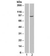 Western blot of HEK293 lysate overexpressing SMEK1 probed with SMEK1 antibody (mock transfection in lane 1). Predicted molecular weight: ~94kDa.