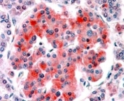 IHC staining of FFPE human pancreas with Kir6.2 antibody at 4ug/ml. HIER: steamed with pH6 citrate buffer, AP-staining.