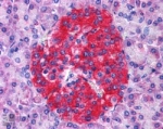 IHC testing of FFPE human pancreas with Annexin A10 antibody at 4ug/ml. HIER: steamed with pH6 citrate buffer, AP-staining.