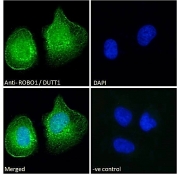 IF/ICC staining of fixed and permeabilized human U-2 OS cells with ROBO1 antibody (green) at 10ug/ml and DAPI nuclear stain (blue).