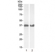 Western blot testing of 1) human HeLa and 2) mouse NIH3T3 lysate with GAPDH antibody at 0.03ug/ml. Predicted molecular weight ~36 kDa.
