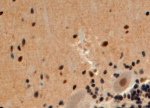 IHC staining of FFPE human cerebellum with beta-Arrestin 2 antibody at 4ug/ml. HIER: steamed with pH6 citrate buffer, HRP-staining.