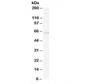 Western blot testing of U937 lysate with ARIH1 antibody at 0.5ug/ml. Predicted molecular weight: ~61 kDa.