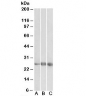 Western blot testing of human heart [A], kidney [B] and lung [C] lysates with EGFL7 antibody at 1ug/ml. Predicted molecular weight: ~29/27kDa (pro/mature form).