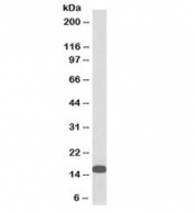 Western blot testing of human U937 cell lysate with biotinylated FLAP antibody at 0.3ug/ml. Predicted molecular weight: ~18kDa.