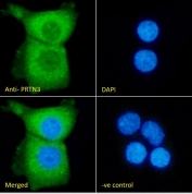 Immunofluorescent staining of fixed and permeabilized human A431 cells with Proteinase 3 antibody (green) at 10ug/ml and DAPI nuclear stain (blue).