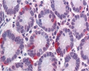 IHC testing of FFPE human small intestine tissue with SAR1 antibody at 3.75ug/ml. Required HIER: steamed antigen retrieval with pH6 citrate buffer; AP-staining.