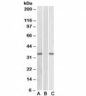 Western blot of HEK293 transfected with human CRISP2-MYC tested with CRISP2 antibody (0.1ug/ml) in Lane A and anti-MYC (1/1000) in lane C. Mock-transfected HEK293 probed with CRISP2 (1ug/ml) in Lane B. Predicted molecular weight: ~27/31kDa (isoforms 1/2).