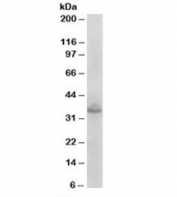 Western blot testing of mouse brain lysate with STX1A/B antibody at 0.003ug/ml. Predicted molecular weight: ~33kDa (STX1A and STX1B).