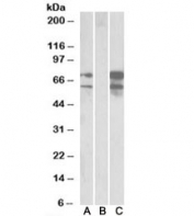 Western blot of HEK293 lysate overexpressing human NRXN1-FLAG probed with Neurexin 1 antibody (0.5ug/ml) in Lane A and anti-FLAG (1/3000) in lane C. Mock-transfected HEK293 probed with Neurexin 1 antibody (1ug/ml) in Lane B. Predicted molecular weight: ~162/49 kDa (isoforms 1/2).