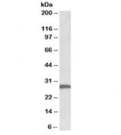 Western blot testing of mouse brain lysate with FGF13 antibody at 0.5ug/ml. Predicted molecular weight: ~28kDa.
