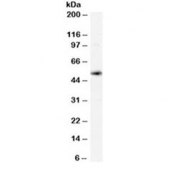 Western blot testing of human spleen lysate with xCT antibody at 0.02ug/ml. Predicted molecular weight ~55 kDa.