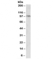 Western blot testing of HeLa lysate with Aryl Hydrocarbon Receptor antibody at 0.2ug/ml. Predicted molecular weight ~ 95kDa.