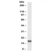 Western blot testing of human brain (frontal cortex) lysate with biotinylated Neurogranin antibody at 0.1ug/ml. Predicted molecular weight: ~8 kDa but routinely observed at ~17 kDa.
