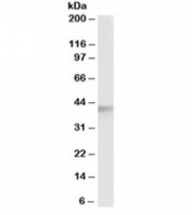 Western blot testing of human testis lysate with ADH5 antibody at 0.5ug/ml. Predicted molecular weight: ~40kDa.