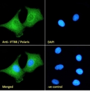 Immunofluorescent staining of fixed and permeabilized human A549 cells with ITF88 antibody (green) at 10ug/ml and DAPI nuclear stain (blue).