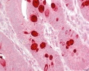 IHC testing of FFPE human small intestine tissue with AGO1 antibody at 2.5ug/ml. Required HIER: steamed antigen retrieval with pH6 citrate buffer; AP-staining.