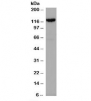 Western blot of rat cortical neuron lysate with SRGAP2 antibody at 0.1ug/ml. Predicted molecular weight: ~121kDa.