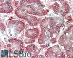 IHC staining of FFPE human pancreas with AIMP1 antibody at 5ug/ml. HIER: steamed with pH6 citrate buffer, AP-staining.