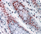 IHC testing of FFPE human colon with ALP antibody at 4ug/ml. HIER: steamed with pH6 citrate buffer, AP-staining.