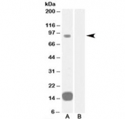 Western blot testing of human heart lysate with GRAF antibody at 0.3ug/ml with [B] and without [A] blocking/immunizing peptide. Predicted molecular weight: ~92 kDa.