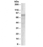 Western blot testing of A549 lysate with SNX18 antibody at 1ug/ml. Predicted molecular weight: ~72kDa.