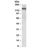 Western blot testing of human amygdala lysate with OMG antibody at 0.1ug/ml. Predicted molecular weight: ~50/150kDa (unmodified/glycosylated).