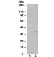 Western blot of HEK293 lysate overexpressing TIM-3 probed with TIM-3 antibody (mock transfection in lane A). Predicted molecular weight ~33kDa.
