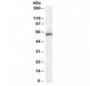 Western blot testing of human thymus lysate with PPP2R1A antibody at 0.1ug/ml. Predicted molecular weight ~65 kDa.