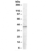 Western blot testing of A549 lysate with EIF3M antibody at 0.1ug/ml. Predicted molecular weight: ~42kDa.